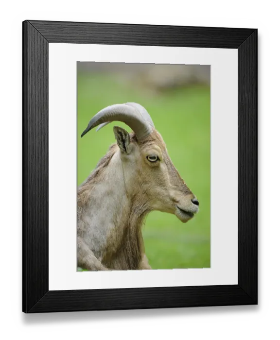 Framed Print : Wild sheep in profile view with its curved horns Framed Print : Wild sheep in profile view with its curved horns