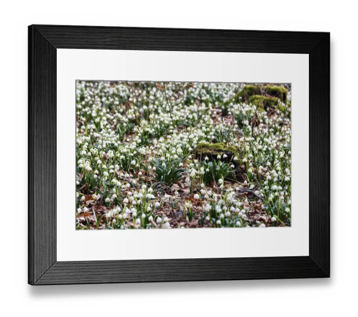 Framed Print : Spring snowflake (Leucojum vernum)