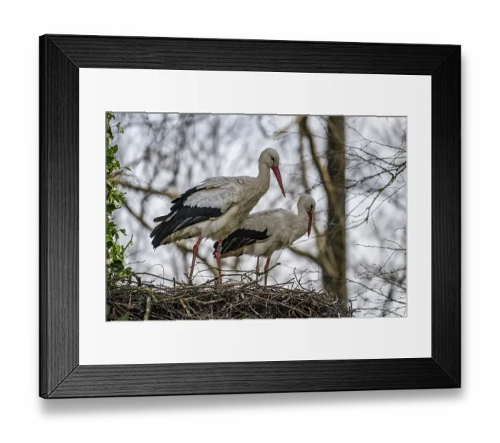Framed Print : White storks, in the stork care centre Wesermarsch
