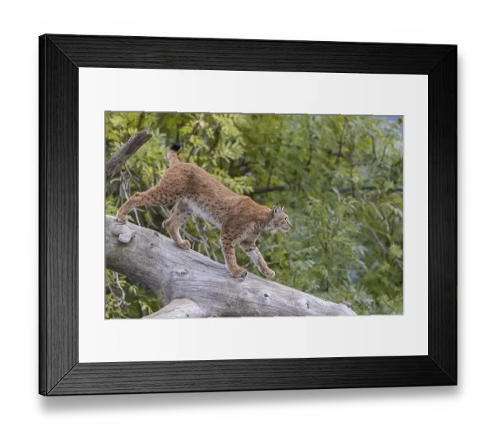 Framed Print : One Eurasian lynx, (Lynx lynx) Framed Print : One Eurasian lynx, (Lynx lynx)