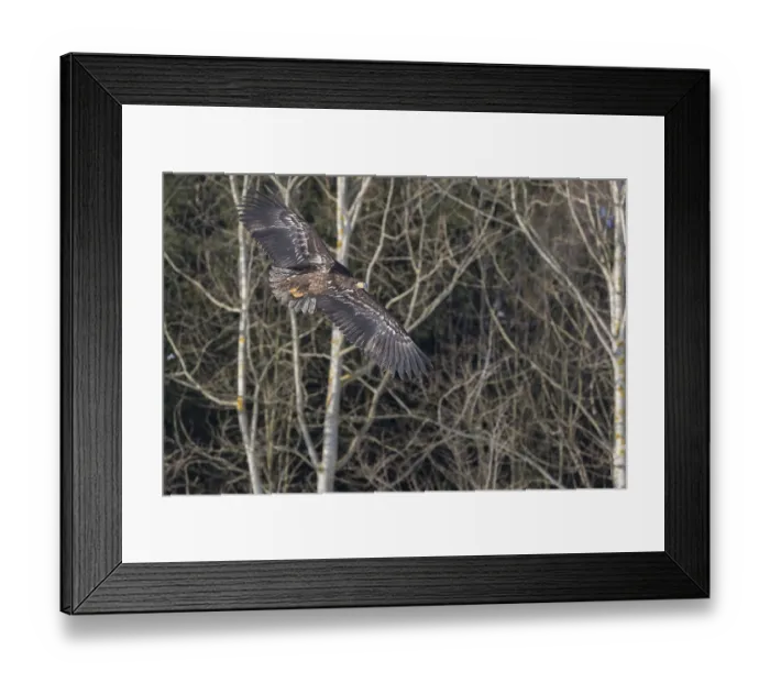 Framed Print : One white-tailed eagle (Haliaeetus albicilla)