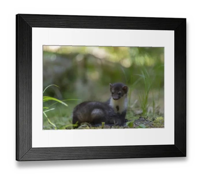 Framed Print : Two beech marten (Martes foina) Framed Print : Two beech marten (Martes foina)