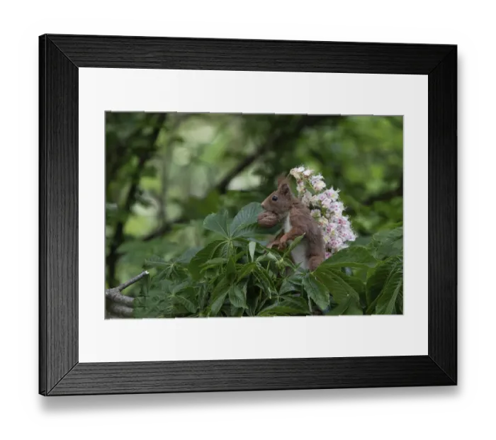 Framed Print : Sciurus vulgaris, red squirrel, italy Framed Print : Sciurus vulgaris, red squirrel, italy