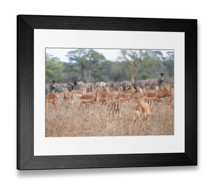 Framed Print : Impalas (Aepyceros melampus), herd in dry grass