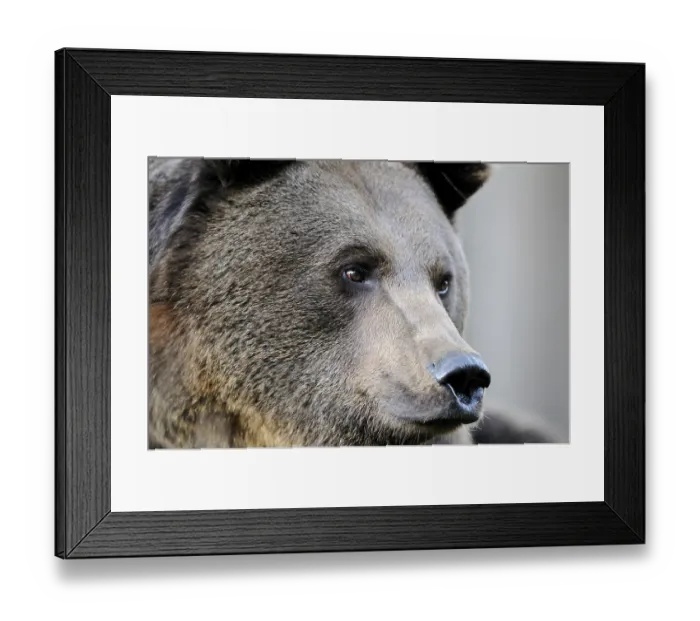 Framed Print : Close-up of a brown bear, showing facial features and fur