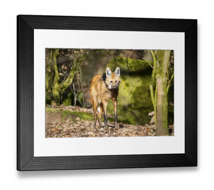 Framed Print : Maned wolf (Chrysocyon brachyurus) in a forest Framed Print : Maned wolf (Chrysocyon brachyurus) in a forest