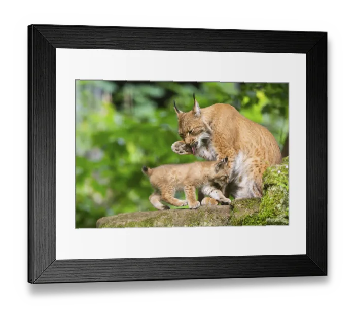 Framed Print : Eurasian lynx (Lynx lynx) mother with her youngsters (cubs) in a forest
