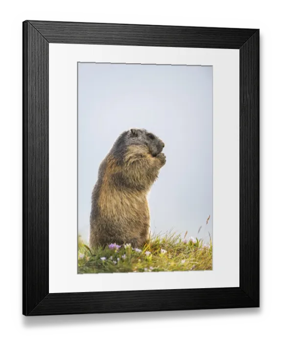 Framed Print : Alpine marmot (Marmota marmota) in autumn