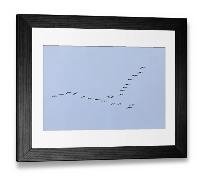 Framed Print : Flock of wild geese, Geltinger Birk nature reserve