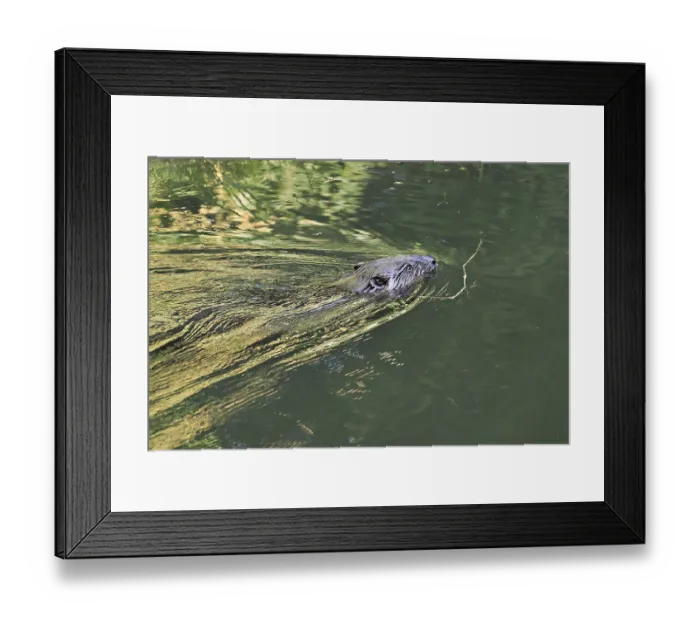 Framed Print : Eurasian beaver, european beaver (Castor fiber) Framed Print : Eurasian beaver, european beaver (Castor fiber)