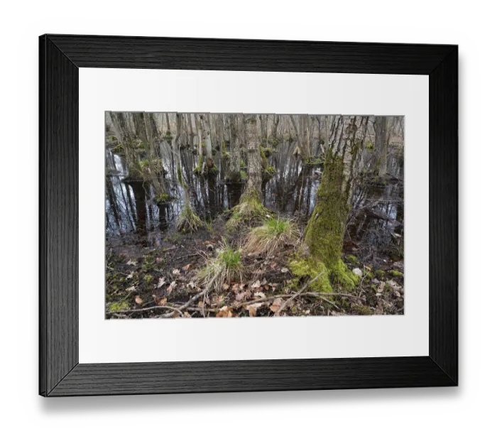 Framed Print : Alder swamp forest in early spring
