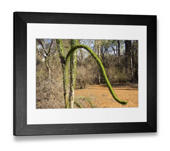 Framed Print : Octopus Tree (Didiera madagascariensis) Framed Print : Octopus Tree (Didiera madagascariensis)