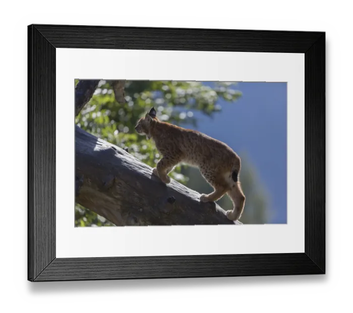 Framed Print : One Eurasian lynx, (Lynx lynx) Framed Print : One Eurasian lynx, (Lynx lynx)