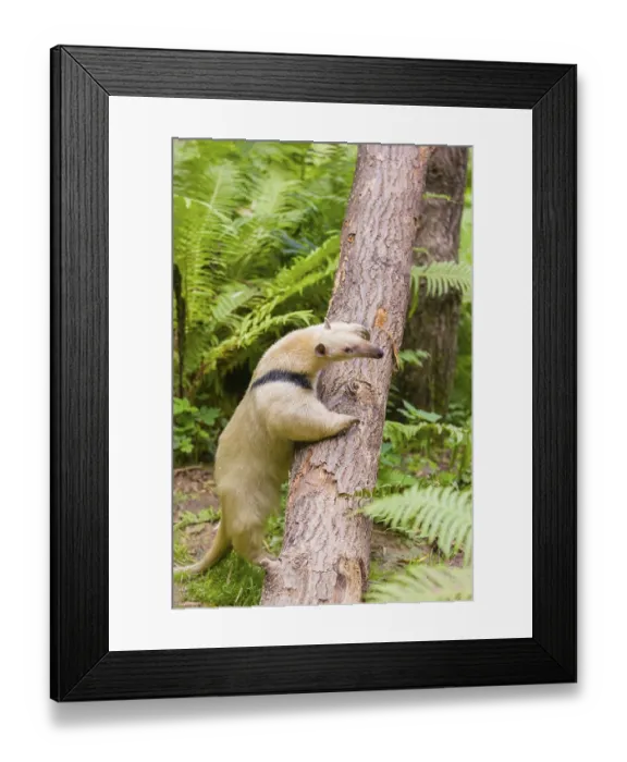 Framed Print : One southern tamandua (Tamandua tetradactyla)