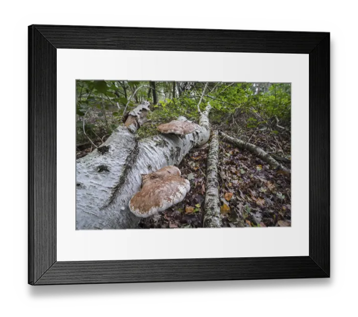 Framed Print : Birch polypore (Piptoporus betulinus) birch bracket