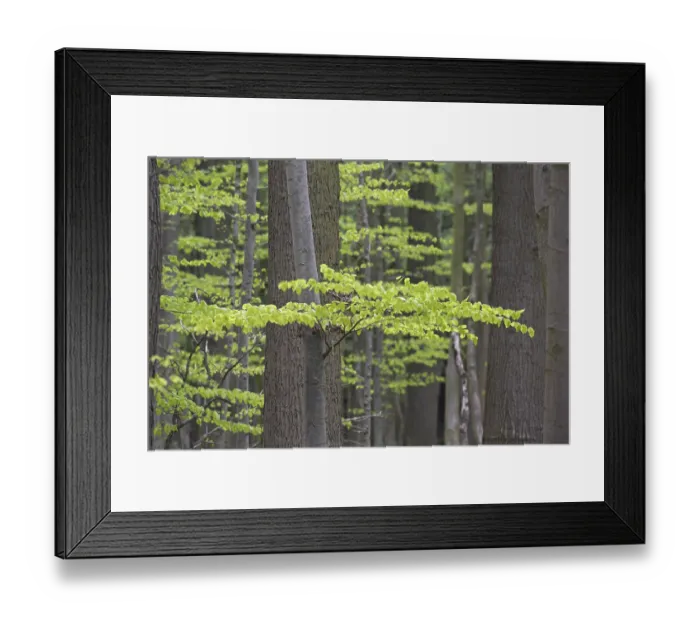 Framed Print : New leaves on European beech (Fagus sylvatica) Framed Print : New leaves on European beech (Fagus sylvatica)