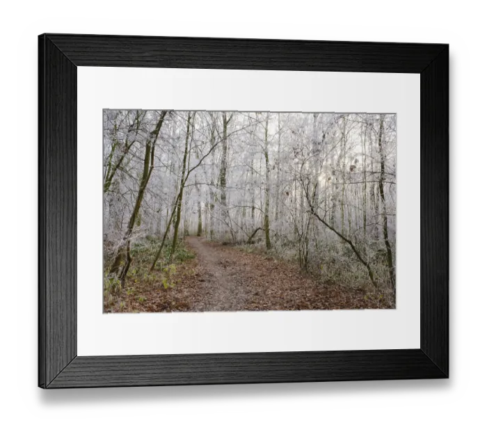 Framed Print : Path through deciduous forest with hoarfrost