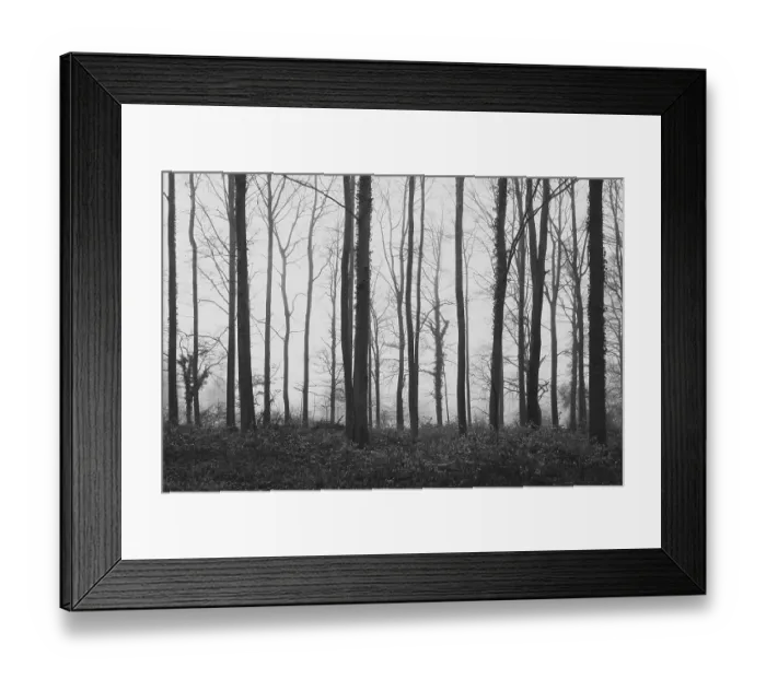 Framed Print : Deciduous forest in the fog, beech forest Framed Print : Deciduous forest in the fog, beech forest