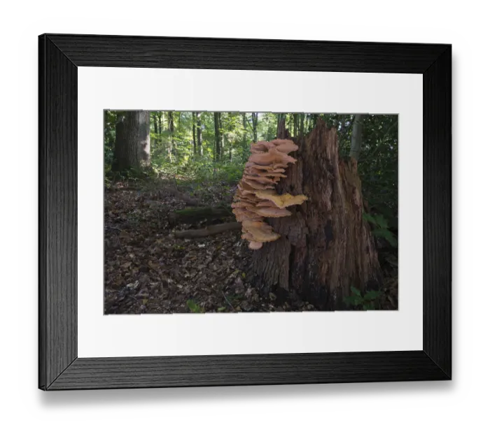 Framed Print : Giant polypore or black-staining polypore (Meripilus giganteus)