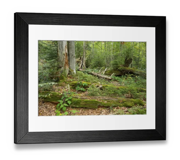 Framed Print : Dead Norway spruces (Picea abies)