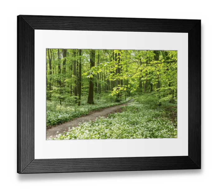 Framed Print : Path through deciduous forest with blooming wild garlic (Allium ursinum) Framed Print : Path through deciduous forest with blooming wild garlic (Allium ursinum)