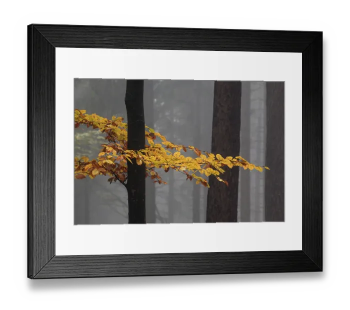 Framed Print : Yellow colored leaves on a tree trunk in autumn Framed Print : Yellow colored leaves on a tree trunk in autumn