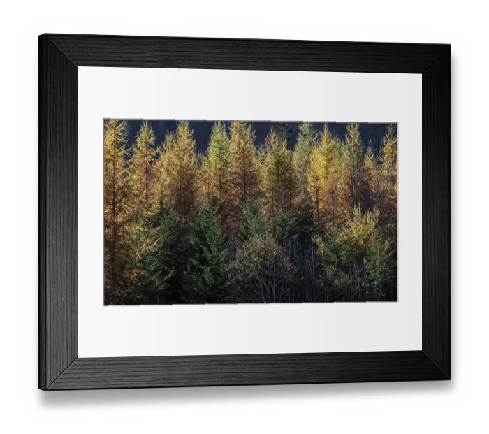 Framed Print : Autumn forest, autumn-colored trees in Tannheim