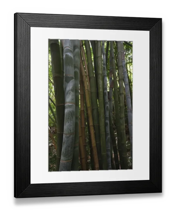 Framed Print : Giant bamboo (Dendrocalamus giganteus)