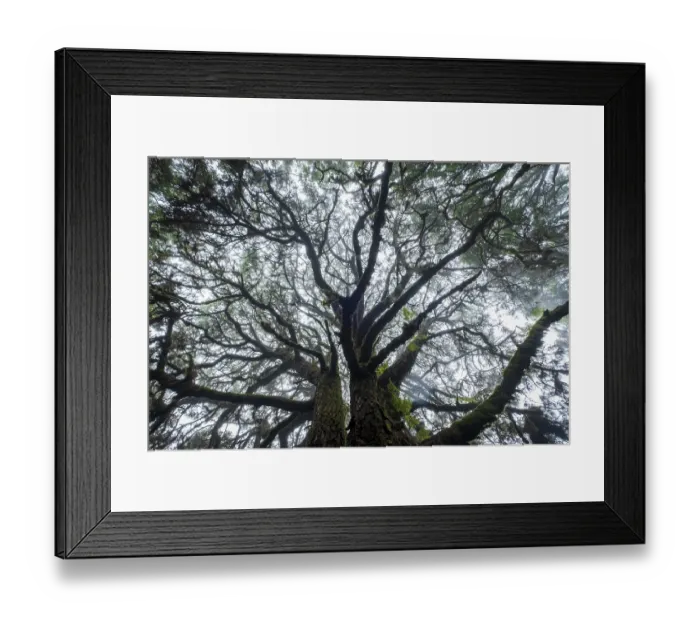 Framed Print : Moss-covered trees in laurel forest Framed Print : Moss-covered trees in laurel forest