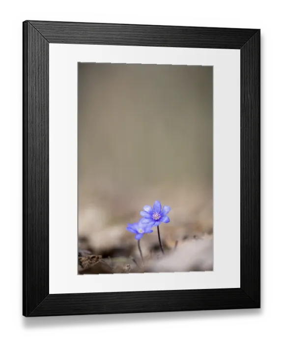 Framed Print : Liverwort (Hepatica nobilis) on forest soil
