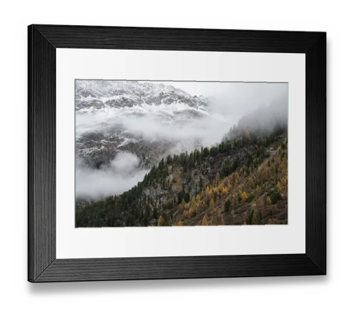 Framed Print : Autumn larch forest in Val Morteratsch