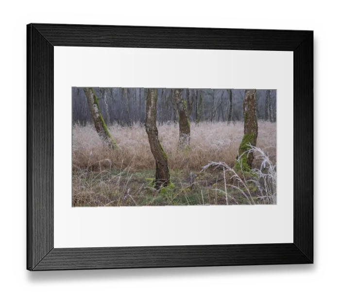 Framed Print : View of frozen grasses and birch trees covered with moss in the forest