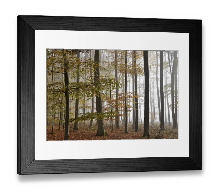 Framed Print : Deciduous forest in morning mist Framed Print : Deciduous forest in morning mist