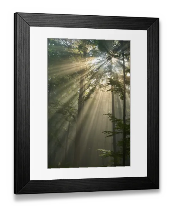 Framed Print : Sunbeams break through the trees of a peaceful forest shrouded in morning light and mist