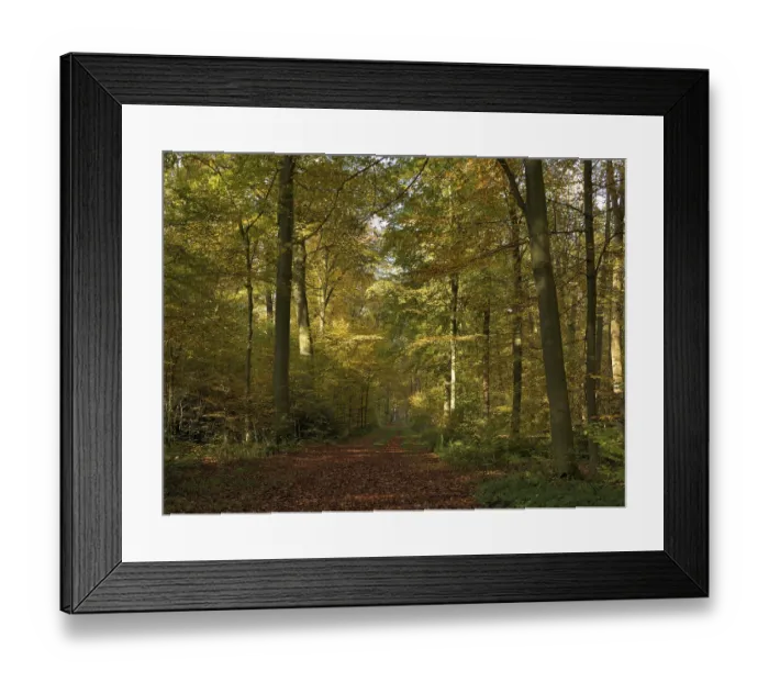 Framed Print : Forest path in the autumnally coloured deciduous forest from (Fagus sylvatica )