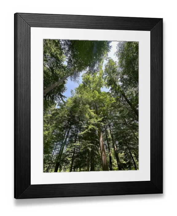 Framed Print : Sun-drenched deciduous forest