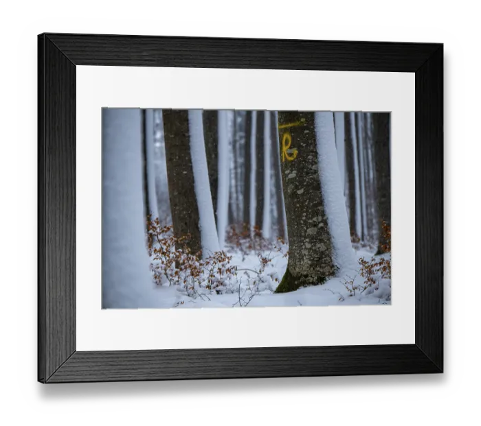 Framed Print : winter forest, Mindelheim, Unterallgaeu Framed Print : winter forest, Mindelheim, Unterallgaeu