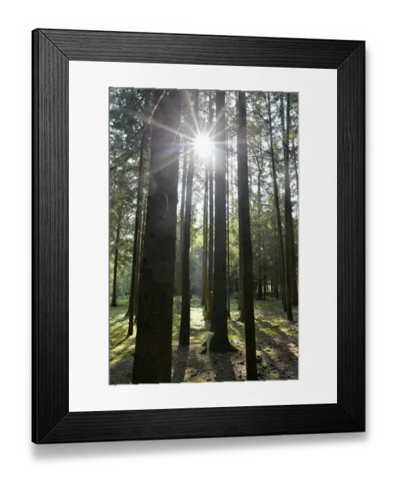 Framed Print : Sunlight shines through tall trees creating shadows in a dense forest