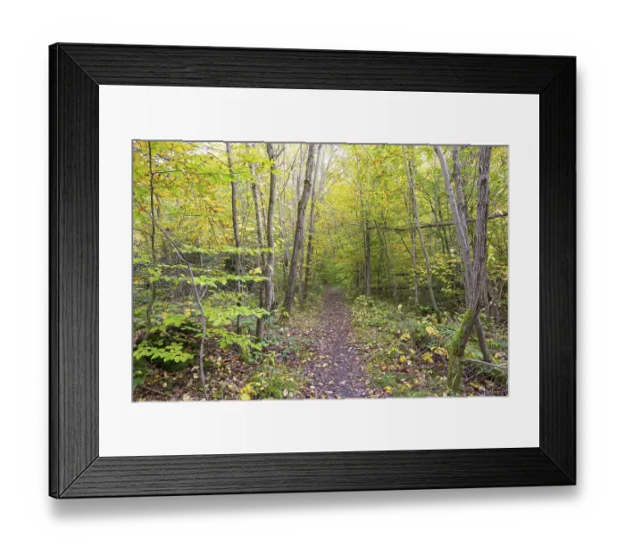 Framed Print : Path through mixed forest, Baden-Wuerttemberg Framed Print : Path through mixed forest, Baden-Wuerttemberg