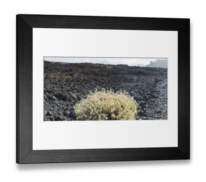 Framed Print : Teide broom (Cytisus supranubius)