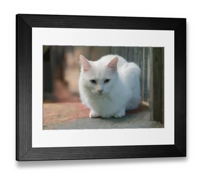 Framed Print : Blue and yellow odd eyed Van cat, Turkey, Asia