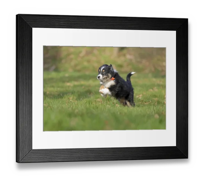 Framed Print : Australian Shepherd, 10 weeks old Framed Print : Australian Shepherd, 10 weeks old