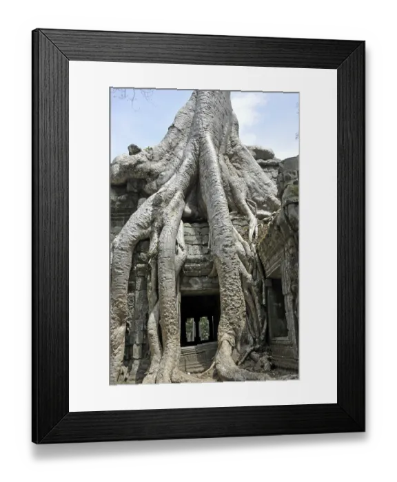 Framed Print : Tetrameles tree (Tetrameles nudiflora) Framed Print : Tetrameles tree (Tetrameles nudiflora)