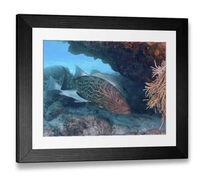 Framed Print : Black grouper (Mycteroperca bonaci) Framed Print : Black grouper (Mycteroperca bonaci)