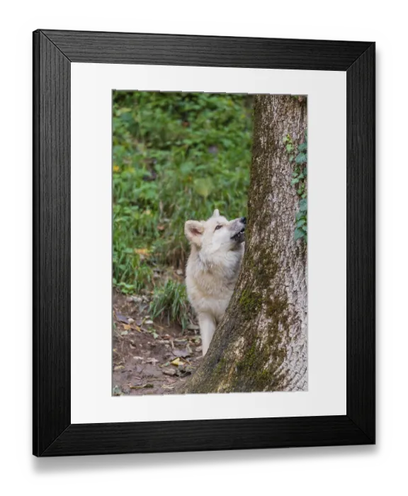 Framed Print : One arctic wolf (Canis lupus arctos) standing in a forest