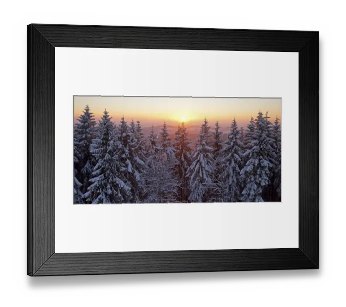 Framed Print : Snow covered spruce trees at sunset in winter Framed Print : Snow covered spruce trees at sunset in winter