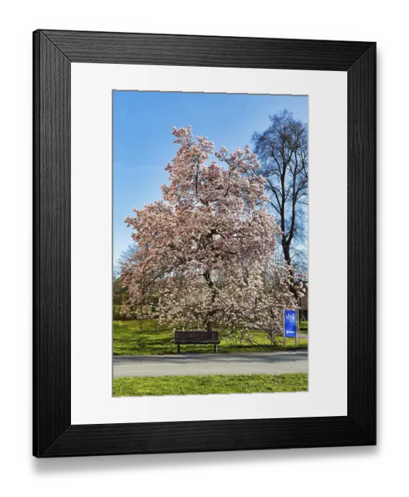 Framed Print : Flowering magnolia tree (Magnolia x soulangiana) Framed Print : Flowering magnolia tree (Magnolia x soulangiana)