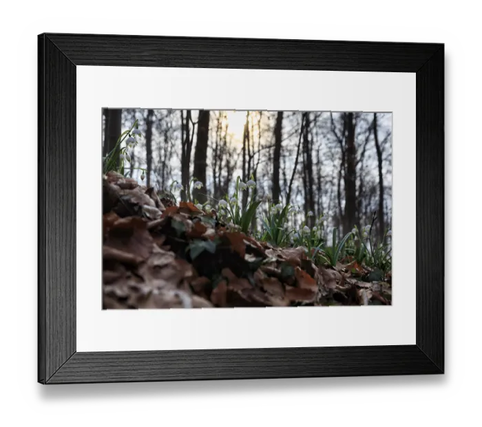 Framed Print : Spring knot flower (Leucojum vernum)