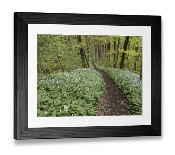 Framed Print : Hiking trail through the ramson (Allium ursinum) in spring through the beech forest Framed Print : Hiking trail through the ramson (Allium ursinum) in spring through the beech forest