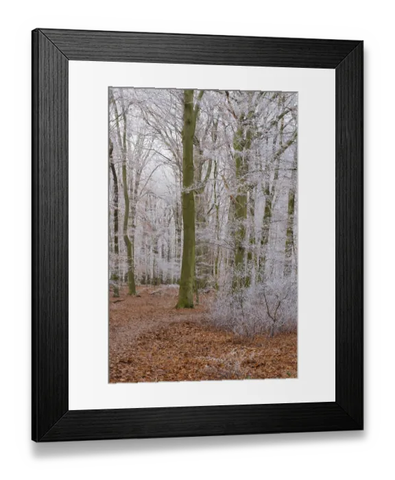 Framed Print : Path through deciduous forest with hoarfrost